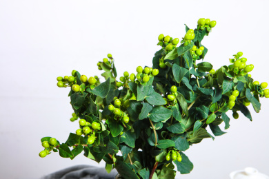 新鲜切花室内花艺绿色的龙珠果火龙珠