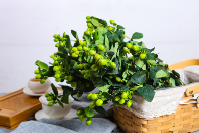 新鲜切花室内花艺绿色的龙珠果火龙珠