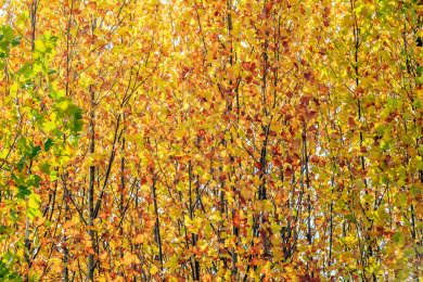 深秋金黄色的法国梧桐树叶