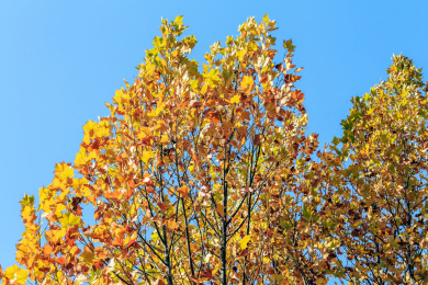 深秋金黄色的法国梧桐树叶背景