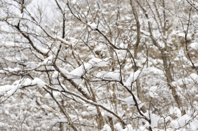 冬季里大雪过后的树挂雪枝