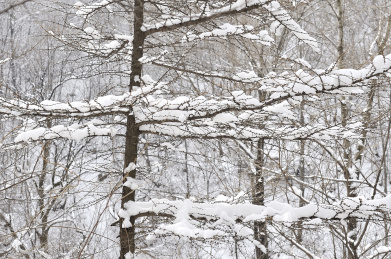冬季里大雪过后的树挂雪枝