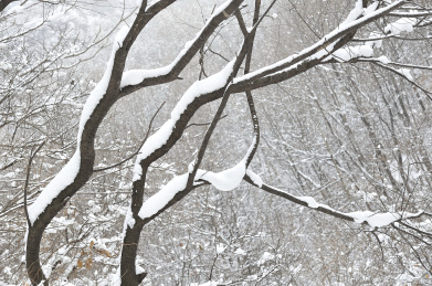 冬季里大雪过后的树挂雪枝