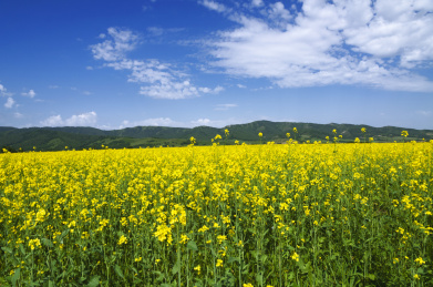 蓝天白云映衬下的青海门源油菜花田