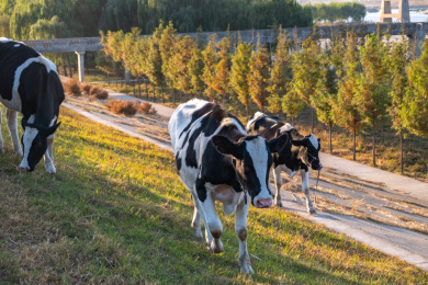 晴天走在中国安徽省蚌埠市淮河大坝上的奶牛