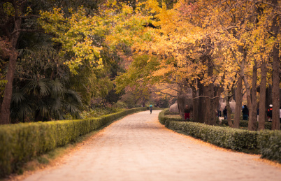 清晨的南京钟山风景区明孝陵石象路