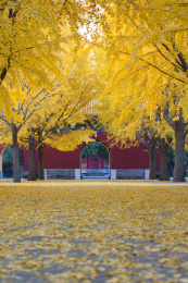 北京中山公园秋天的红墙和银杏树