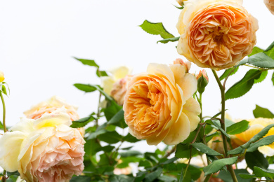 花园里生长正旺盛的蔷薇花