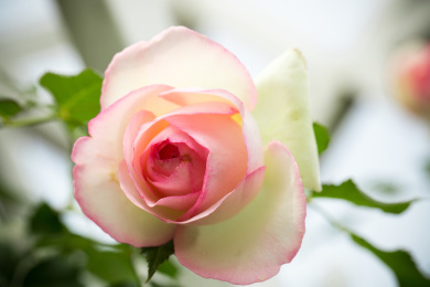 花园里生长正旺盛的蔷薇花