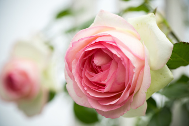 花园里生长正旺盛的蔷薇花