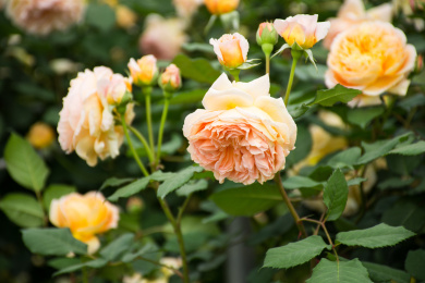 花园里生长正旺盛的蔷薇花