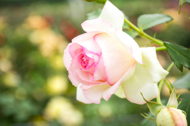 花园里生长正旺盛的蔷薇花