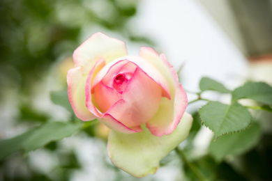 花园里生长正旺盛的蔷薇花