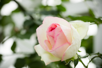 花园里生长旺盛的植物蔷薇花