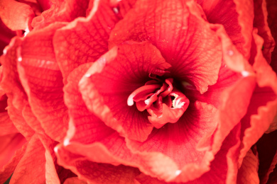 花园里生长旺盛的植物蔷薇花