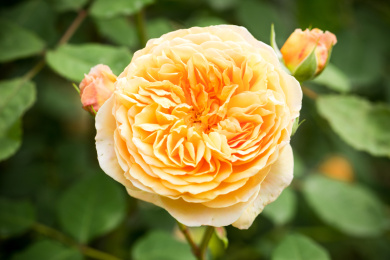 花园里生长旺盛的植物蔷薇花