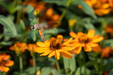 正在吸食黑心菊花蜜的蜂鸟鹰蛾