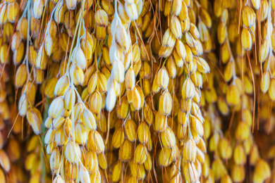 中国贵州黔东南肇兴成熟晾晒中糯米稻稻穗特写