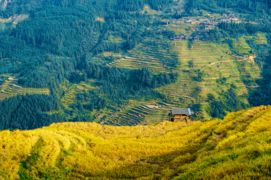 中国贵州黔东南加榜加车村秋季金黄色梯田