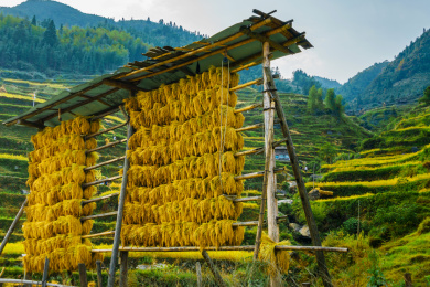 中国贵州黔东南加榜加车村秋季秋晒糯米稻