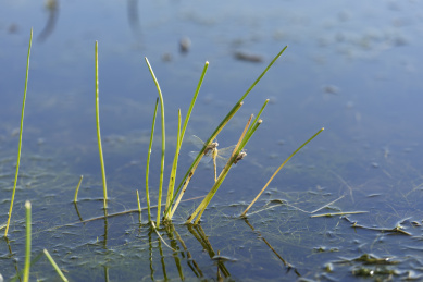 停栖在绿色草梗上的黄色蜻蜓