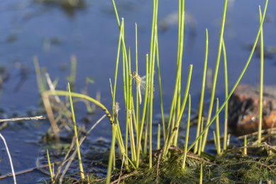 停栖在绿色草梗上的黄色蜻蜓
