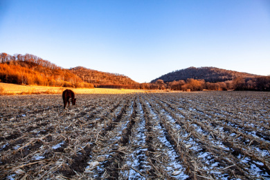 中国北方冬天农业收割的玉米田地里吃草的牛