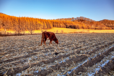 中国北方冬天农业收割的玉米田地里吃草的牛