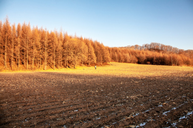 中国北方冬天农业收割的玉米田地