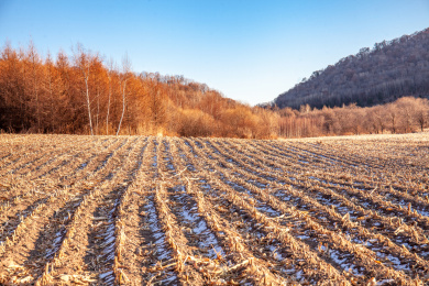 中国北方冬天农业收割的玉米田地