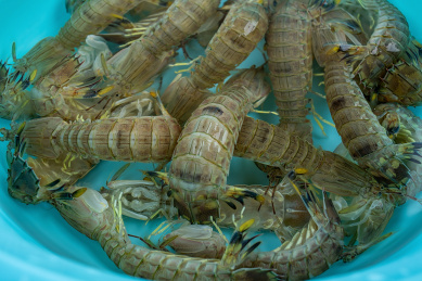 白背景上一水盆装满鲜活的皮皮虾