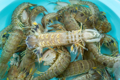 白背景上一水盆装满鲜活的皮皮虾