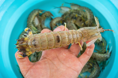 手拿着一只新鲜海鲜皮皮虾  