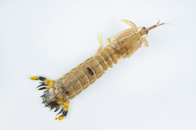 白背景上一只新鲜的皮皮虾  