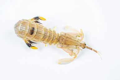 白背景上一只新鲜的皮皮虾  