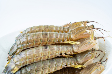 白背景上一碟新鲜的皮皮虾