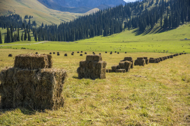 中国新疆那拉提草原上的草垛