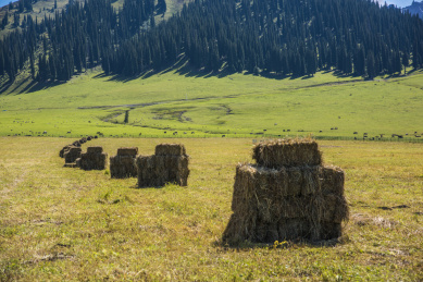 中国新疆那拉提草原上的草垛