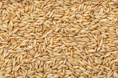 纯天然谷物食材亚洲燕麦米