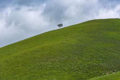 矗立在内蒙古呼伦贝尔草原山坡上的一棵树