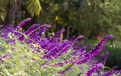 阳光下粉红紫荆花的特写照