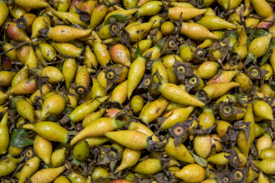 堆积在一起黄色的新鲜金樱子