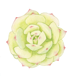 一株绿色的多肉植物 水彩手绘插画
