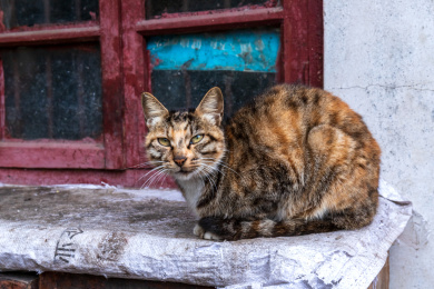 蜷缩在木柜上的中国狸花猫