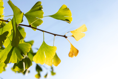 腾冲市秋日里银杏树叶黄了，一片金黄
