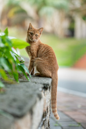 后院花园里玩耍的可爱猫眯