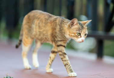 后院花园里玩耍的可爱猫眯