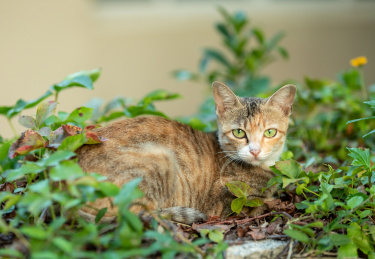 后院花园里玩耍的可爱猫眯