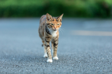 后院花园里玩耍的可爱猫眯
