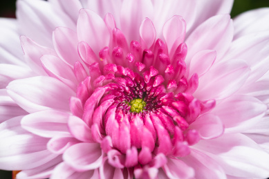 淡粉红色的菊花图片